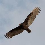 Turkey Vulture