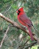 Northern Cardinal - male