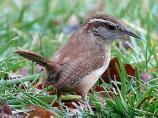 Carolina Wren