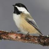 Black-capped Chickadee