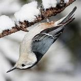 White-breasted Nuthatch