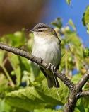Red-eyed Vireo