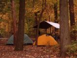 Trees changing color in the Scout Loop