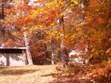 Changing leaves in the campground