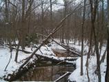 Still Creek in the February snow