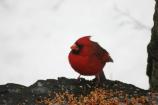 A cardinal in the snow at Greenbelt Park