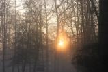 Sunrise over Greenbelt Park
