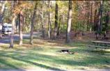 Greenbelt Park campsite