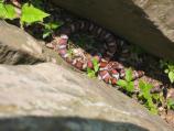 Milk snake sunning itself at Overlook 1