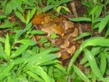Copperhead in Grass