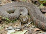 Northern Water Snake