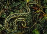Garter Snake