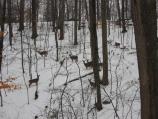 A group of whitetail deer in winter