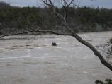 Tree floating downstream