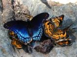 Red spotted purple and pearl crescent butterflies on Lock 1.
