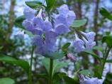 Bluebells in bloom