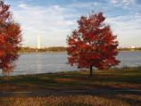 Leaves turn red on the Mount Vernon Trail near Memorial Bridge