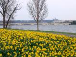 Lady Bird Johnson Park daffodils