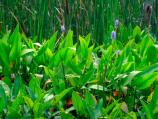 Dyke Marsh summer