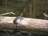 Painted turtle