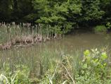 Harpers Ferry Wetlands