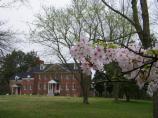 cherry Blossoms