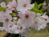 Cherry Blossom
