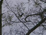 Eagle at Broad Creek