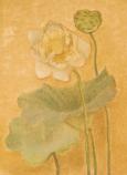 A lotus with two leaves and seed pod