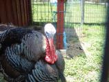 Mr. Tom Turkey