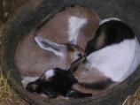 Baby Goats Napping