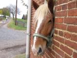 Becky Looking at Visitors