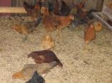 Chickens in the Coop