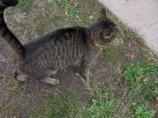 Kitty the Farm Cat