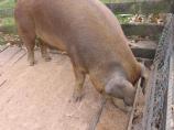 It's a Hog Breakfast!