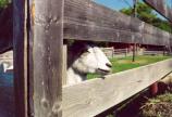 A Goat Looking at Visitors