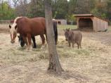 Horses and Pony Mule in Pasture
