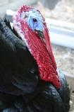 Black turkey at National Colonial Farm