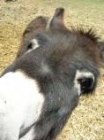 Donkey