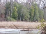 a Bald Eagle at Accokeek