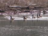 Geese