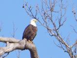 Eagle at Accokeek