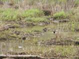 Wood Ducks