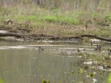 Wood Ducks