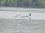 Cormorant