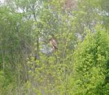 Red Shouldered Hawk
