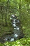 Brook along Great Allegheny Passage
