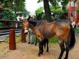 Mule on the C&O