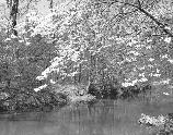Dogwoods