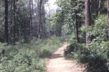 Dumbarton Oaks Trail